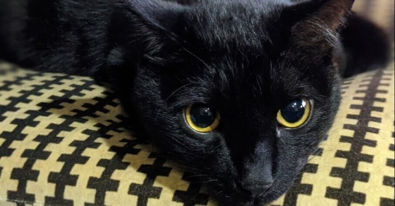 遅刻の言い訳 の新着タグ記事一覧 Note つくる つながる とどける