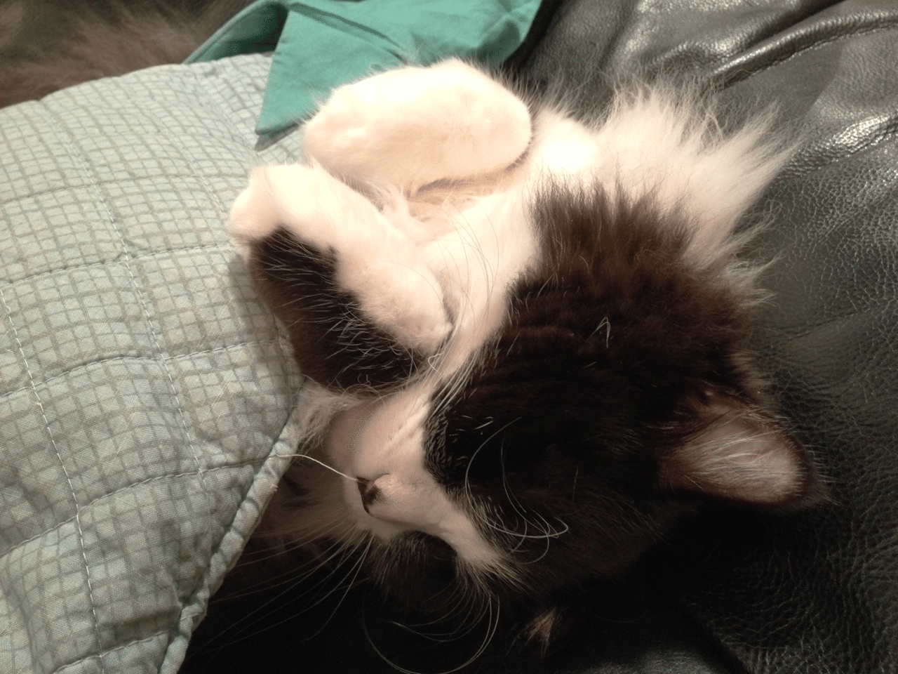 かわいい仕草のハチワレくん 過去写真から くろねこ Note かわいい仕草のハチワレくん 過去写真から くろねこ Note