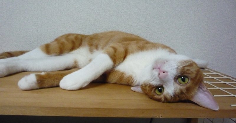 小さくて丸いドアノブを回す猫 いな Note