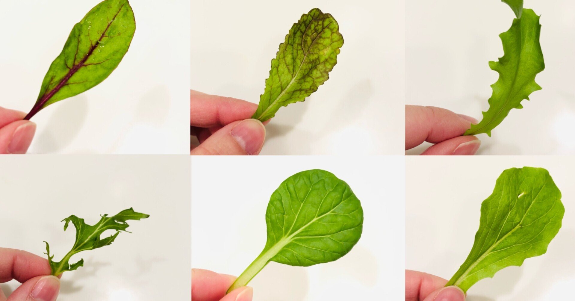 ベビーリーフを仕分けしてわかった若葉9種の違いとバランス Kamai サラダがすき Note ベビーリーフを仕分けしてわかった若葉9種の違いとバランス Kamai サラダがすき Note