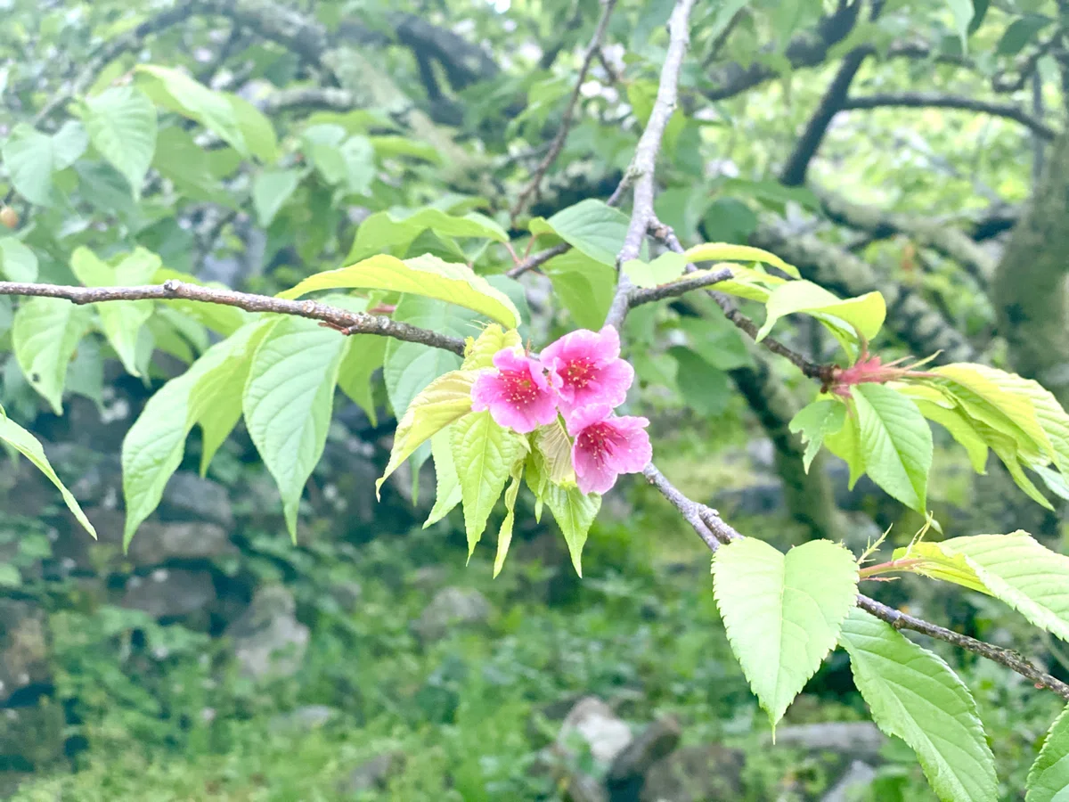 画像12