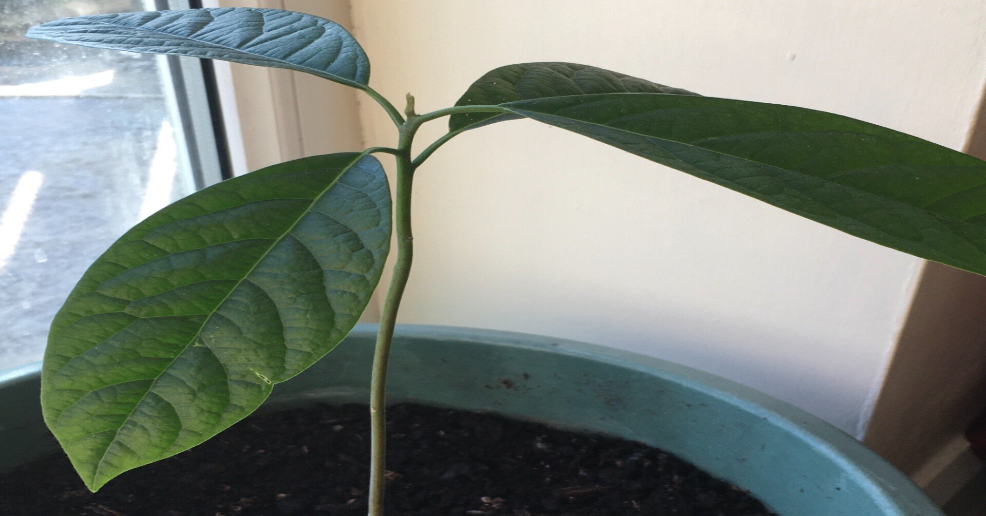 アボカド栽培記録 根が出てきた Sky The Cat Note