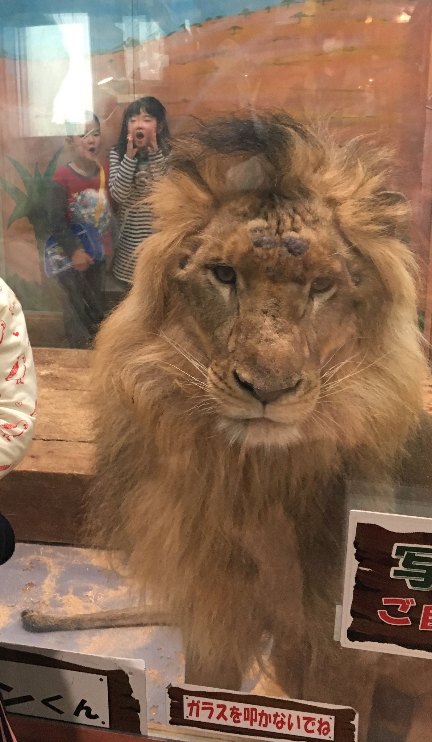 滋賀が誇る廃墟 ピエリ守山 の動物園が最高なので今のうちに行くべき 谷口マサト Note