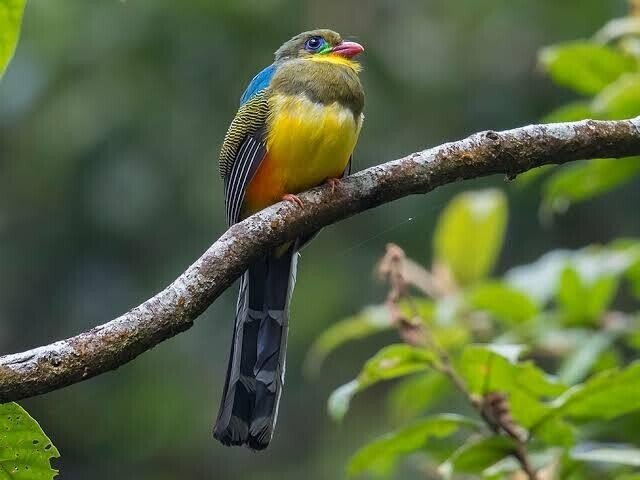 都鳥 Amazon.co.jp: 小鳥 クロウタトリ 09 KOSEN(ケーセン社) 19cm