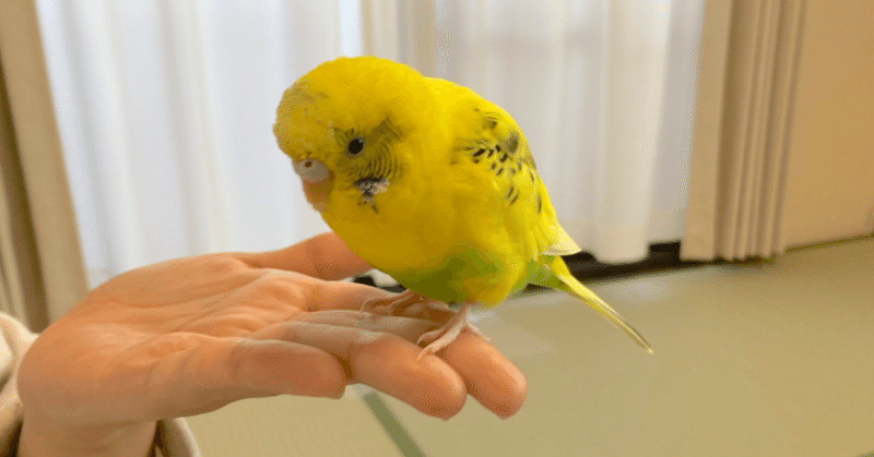 手乗りになって良かったこと インコまるけ Note