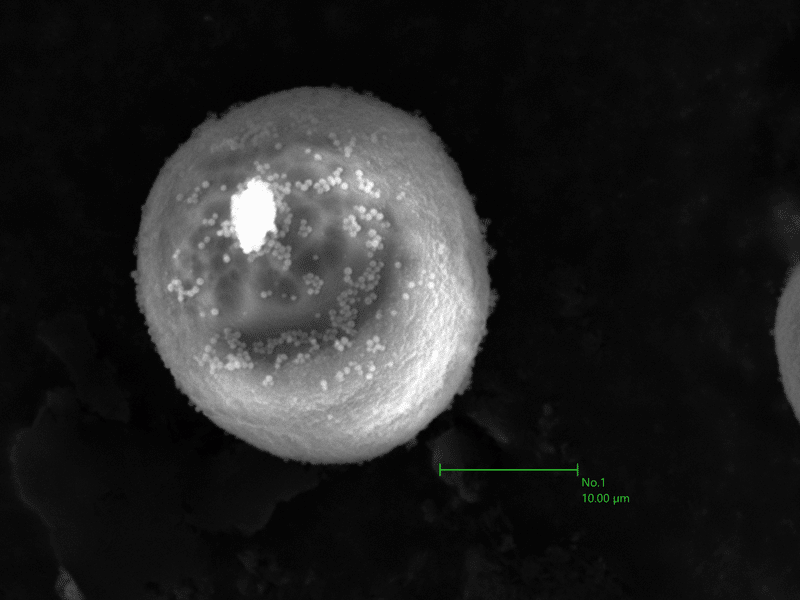鼻がムズムズ けれど花粉は面白い 浜松科学館 みらいーら 鼻がムズムズ けれど花粉は面白い 浜松科学館 みらいーら