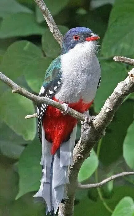 花鳥 第1428回-2. 色んな鳥40目 ⑸｜翆野 大地