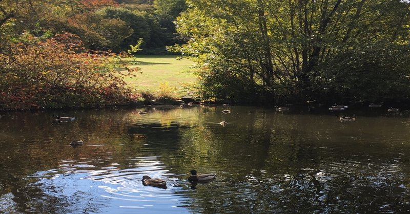 ネガティブな言葉 がもたらす影響について Nao S Kitchen 料理人の備忘録 Note