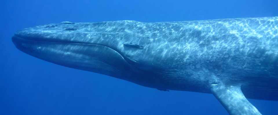 シロナガスクジラの全身 頭 尾 マッコウシーズン到来 丸山太一 Tajin Note