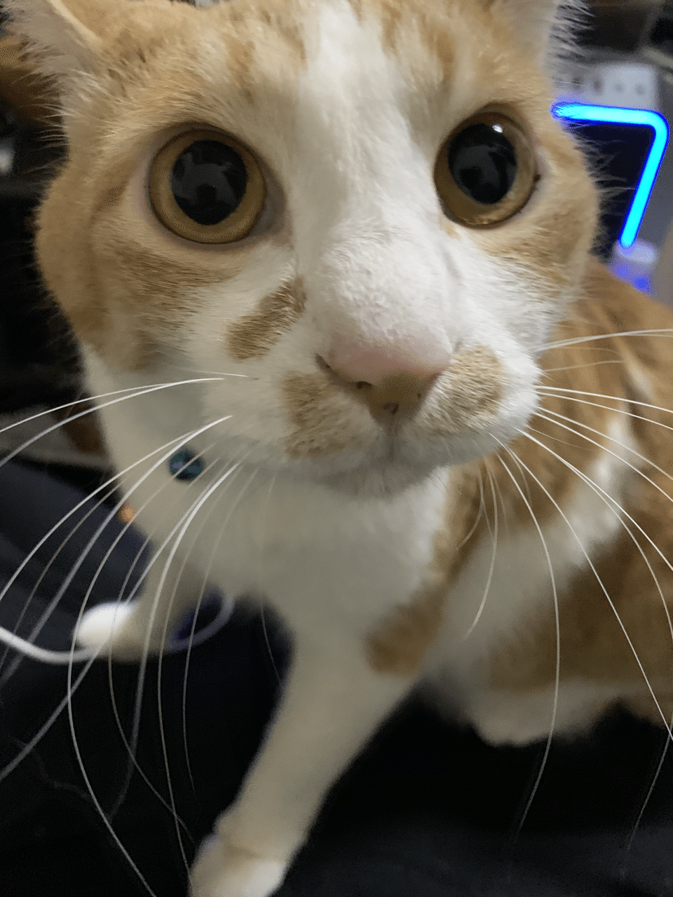 まずは自己紹介 煉と虎徹 Note まずは自己紹介 煉と虎徹 Note