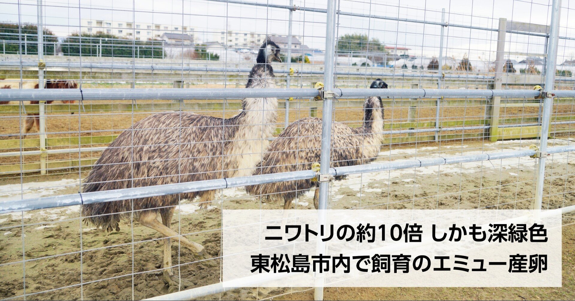 珍味 エミューの卵展示 販売 東松島市小野ひだまりの里 色は深緑 大きさ10倍 石巻days 石巻日日新聞社公式 Note