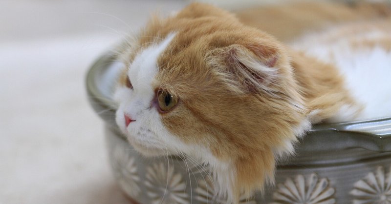 今こそ挑もう にゃんこの青空文庫 猫にまつわる短編4選 都村つむぐ Note