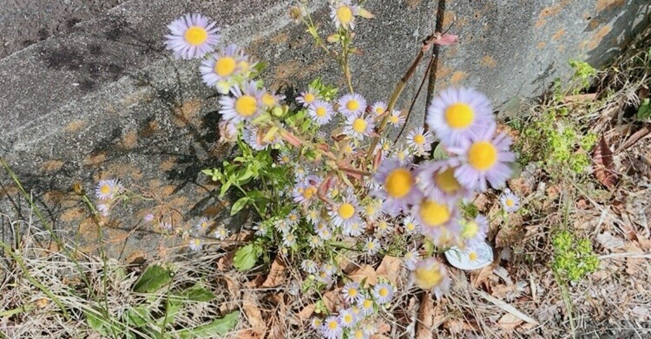 心に響くメッセージ☆雑草のようにたくましく生きよう｜一木秀樹