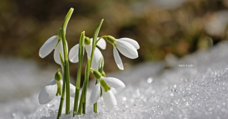 1月16日 誕生花は待雪草 誕生花短歌 御子柴 流歌 Note 1月16日 誕生花は待雪草 誕生花短歌 御子柴 流歌 Note