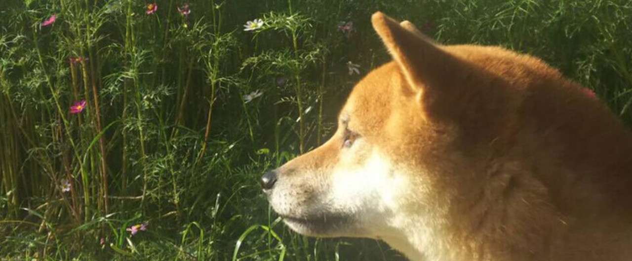 犬を飼う人 おでん Note