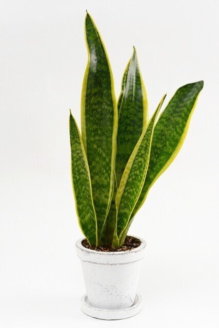 今までチャレンジした小商いまとめ ばびぃ Note