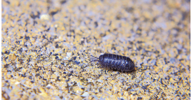 水槽の押し売り たまい お笑い短編小説です Note