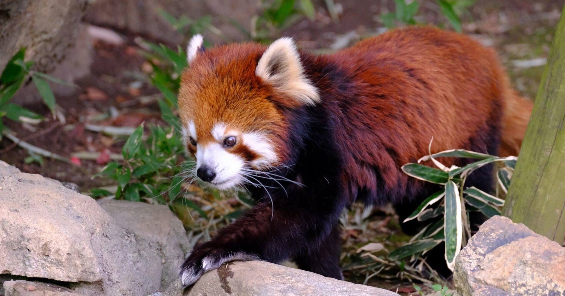 レッサーパンダの代謝率は低い ふもと Note レッサーパンダの代謝率は低い ふもと Note