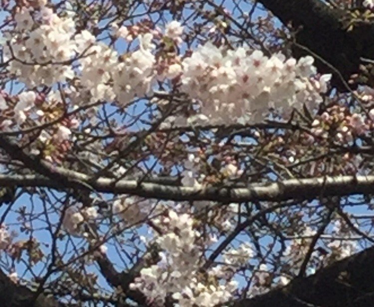 東京は満開宣言が出たが職場にある桜はややのんびりさんでまだ半分ぐらい。