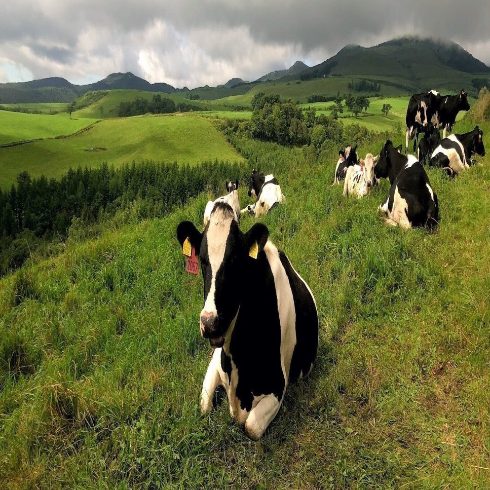 フランク・ザッパのベスト盤を眺める｜ARF