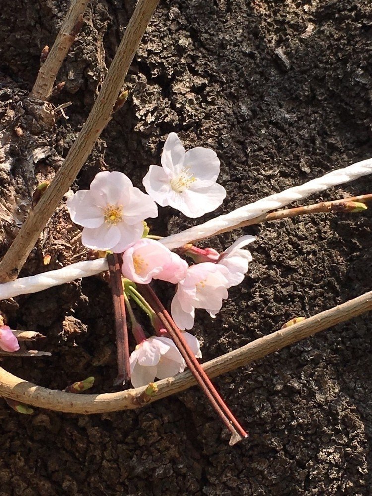 #写真
#さくら
#桜
#春
#花見