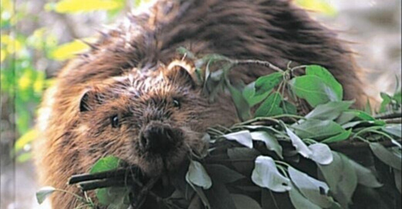 ビーバーの大工事 Ekla Note ビーバーの大工事 Ekla Note