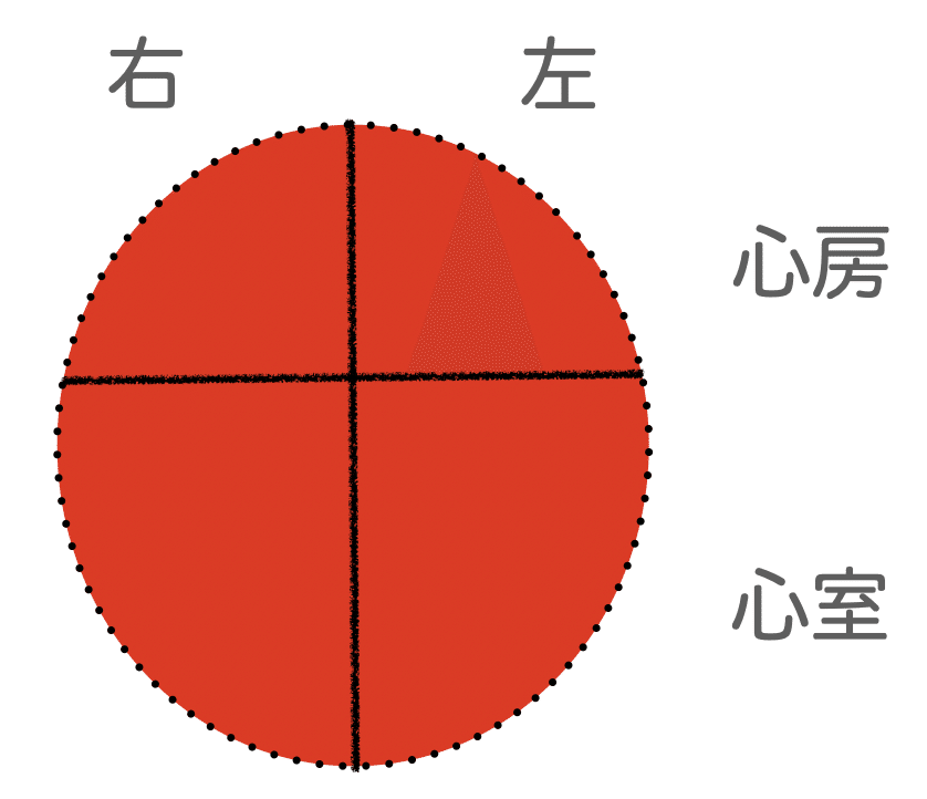 心臓の解剖は 骨格 から Wing先輩 Note