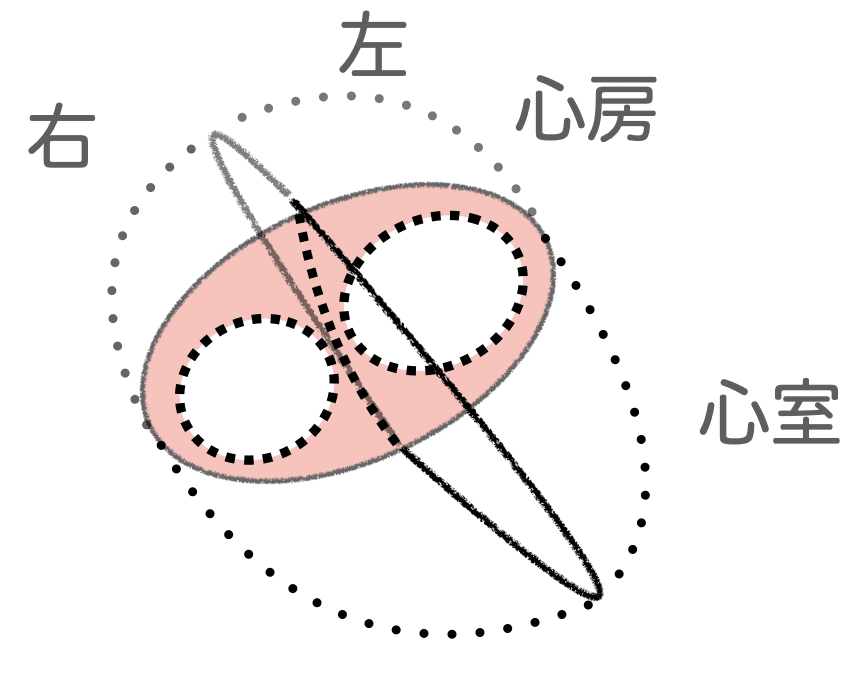 心臓の解剖は 骨格 から Wing先輩 Note