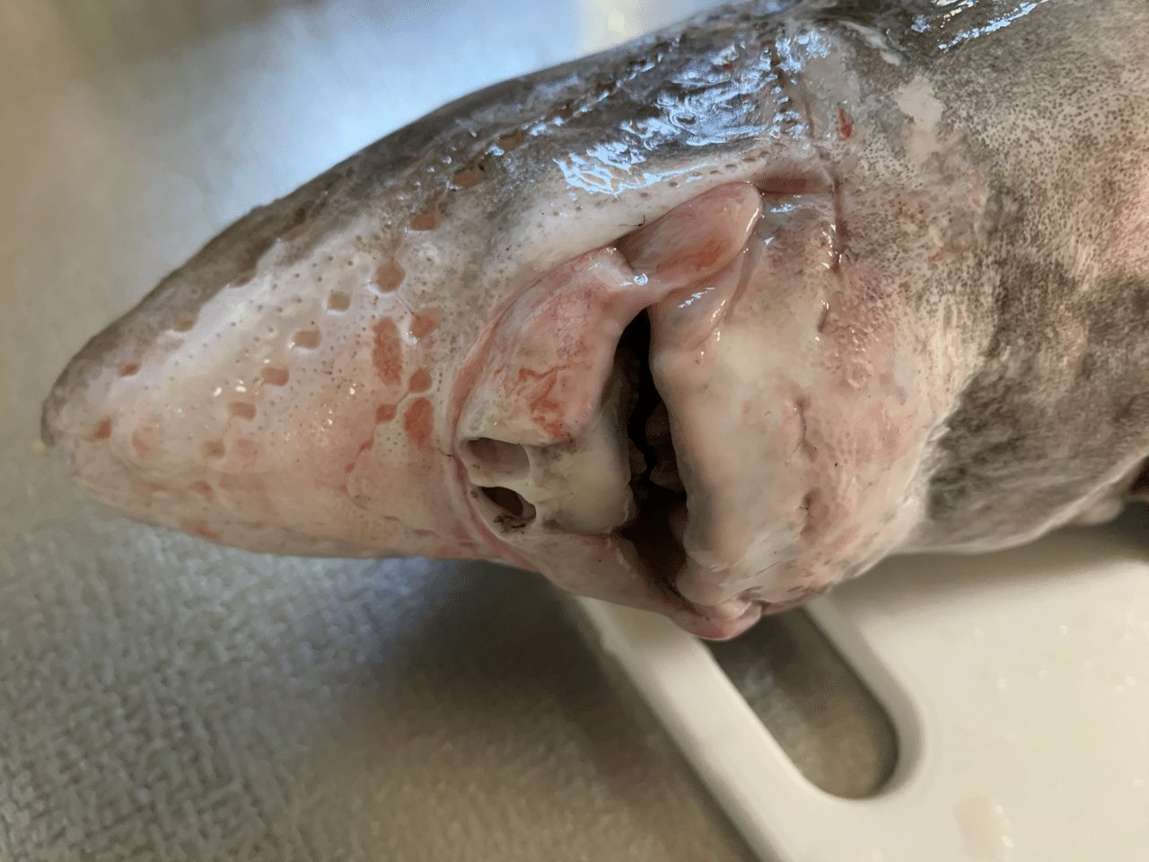 ややヌメヌメ の美味しい魚 シャークジャーナリスト沼口麻子 Note