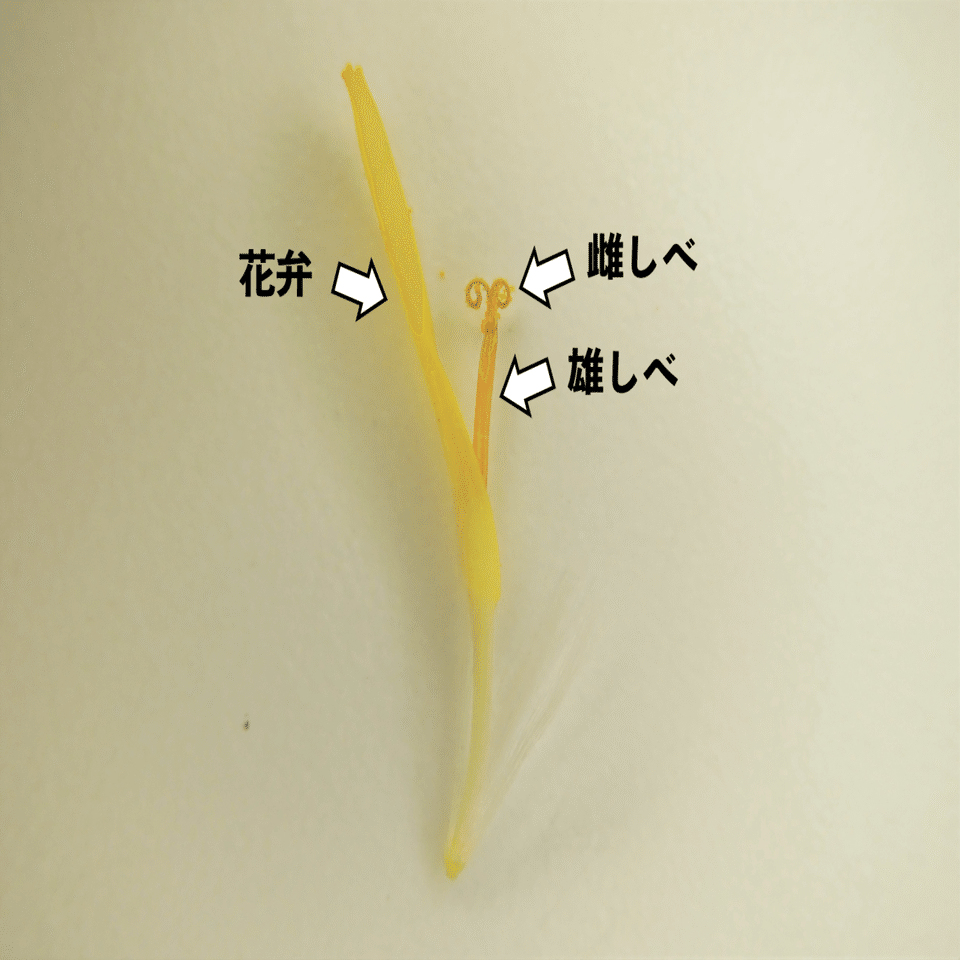鼻がムズムズ けれど花粉は面白い 浜松科学館 みらいーら