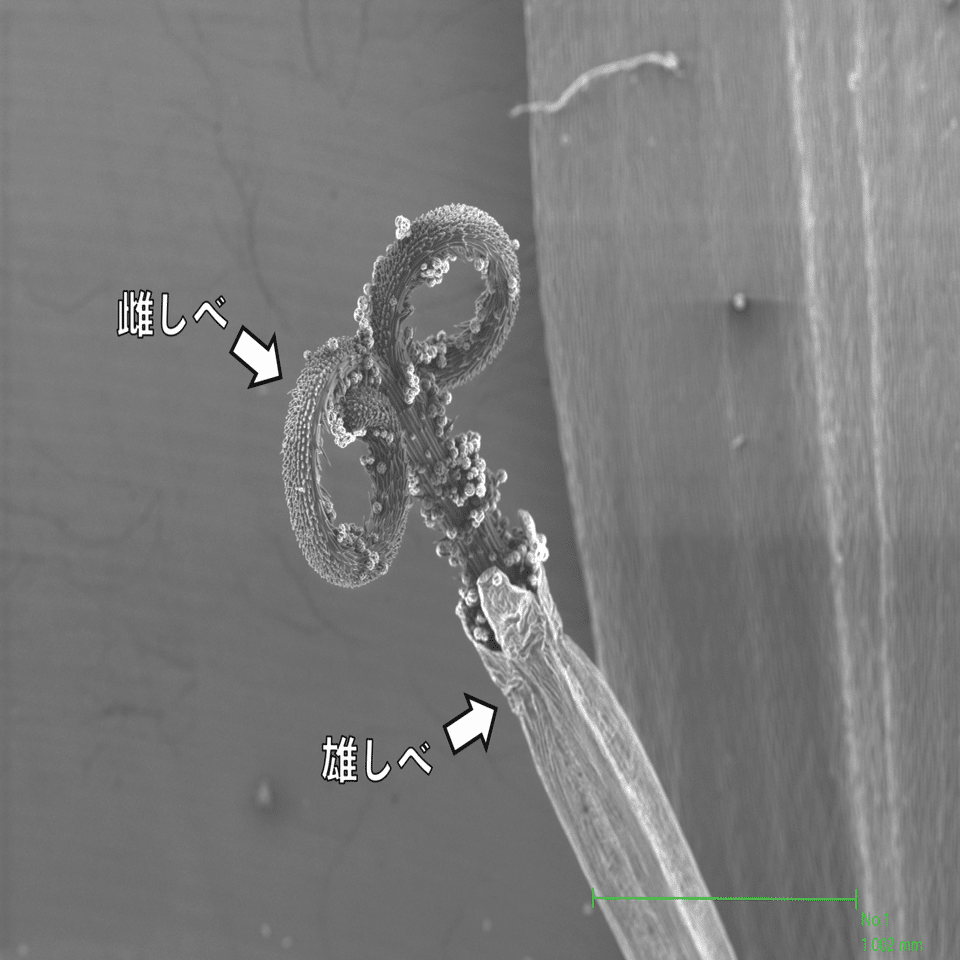 鼻がムズムズ けれど花粉は面白い 浜松科学館 みらいーら