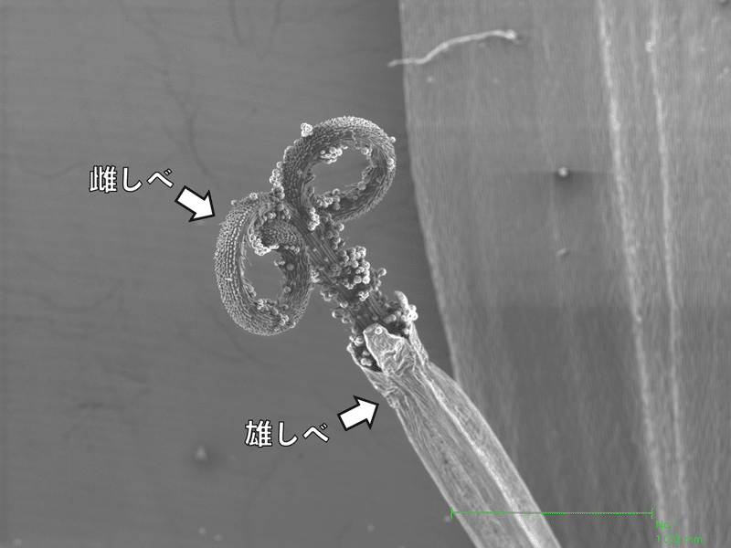 鼻がムズムズ けれど花粉は面白い 浜松科学館 みらいーら