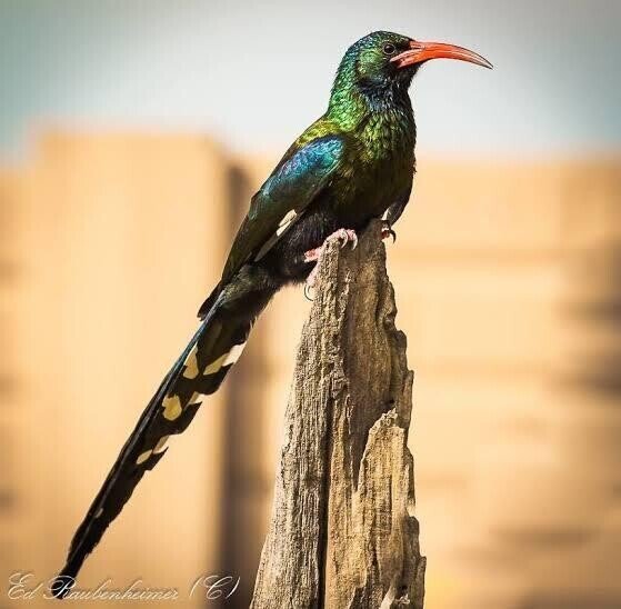 都鳥 都鳥 (@Miyakodori) - zeta