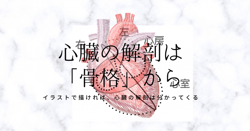 心臓の解剖は 骨格 から Wing先輩 Note 心臓の解剖は 骨格 から Wing先輩 Note