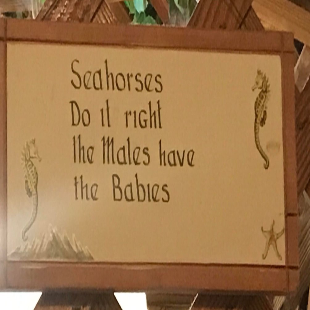 J eigo J ジューンとジェフの英語珍道中〈11〉～オナラしちゃった猫と単語暗記方法～｜June@人生を楽しむ英語