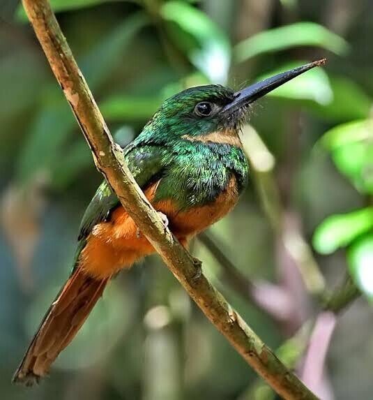 Nature of Madagascar