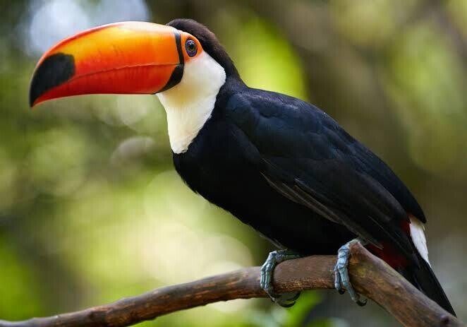 Nature of Madagascar