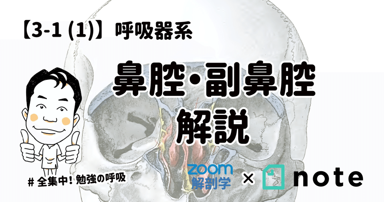 3 1 1 呼吸器系 鼻腔 副鼻腔 解説 黒澤一弘 Note