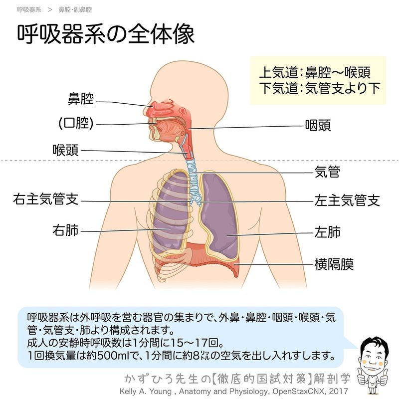 呼吸器系-31-呼吸器系の全体像-SQ
