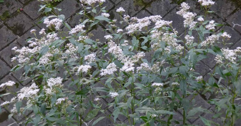 野川のフジバカマの保全活動 おきな Note