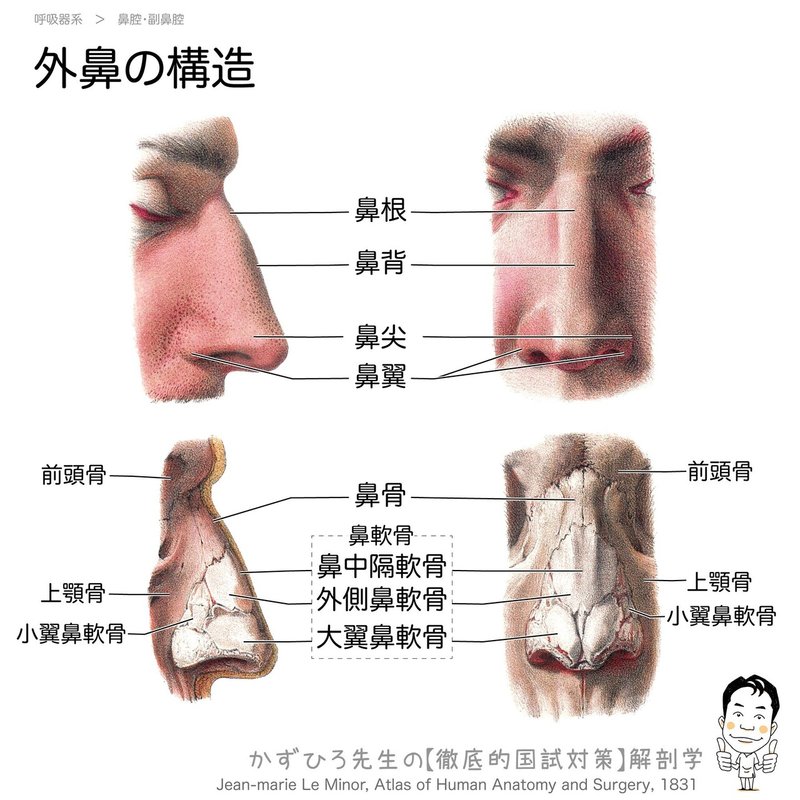 呼吸器系-31-外鼻の構造-SQ