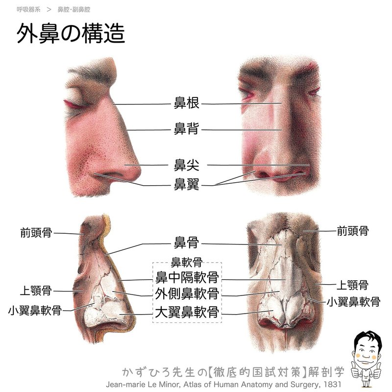 3 1 1 呼吸器系 鼻腔 副鼻腔 解説 黒澤一弘 Note
