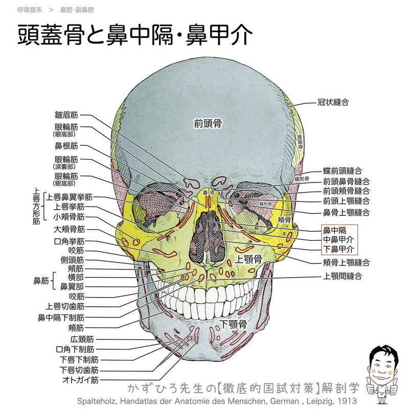 呼吸器系-31-頭蓋骨と鼻中隔・鼻甲介-（詳細）SQ