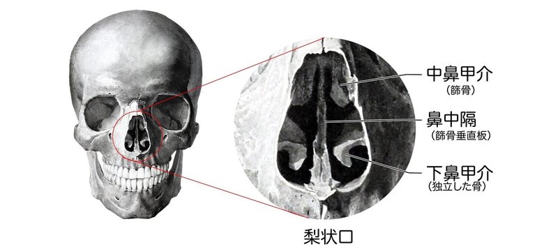 呼吸器系-31-頭蓋骨と鼻中隔・鼻甲介-（簡易）SQ簡易図だけ