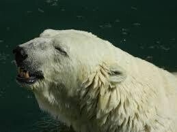 温暖化で辛い白熊