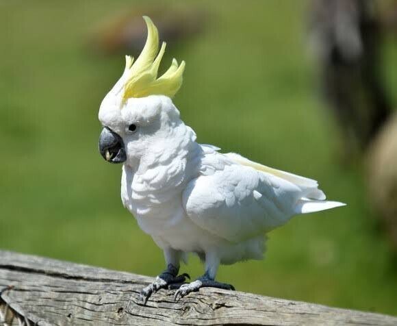 第1428回 色んな鳥40目 ⑸｜翆野 大地