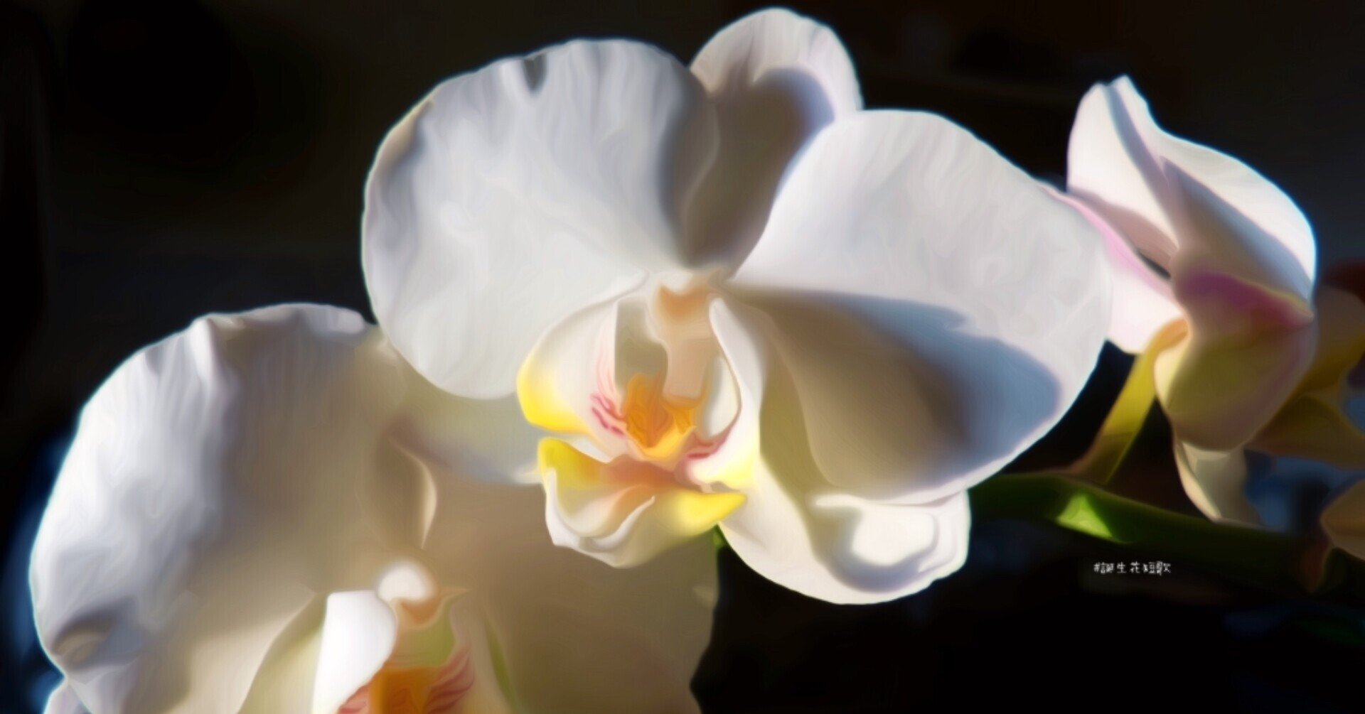 1月17日 誕生花は胡蝶蘭 誕生花短歌 御子柴 流歌 Note 1月17日 誕生花は胡蝶蘭 誕生花短歌 御子柴 流歌 Note