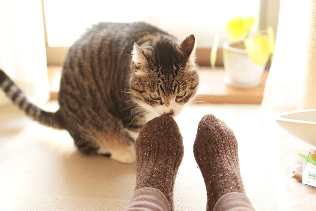母ちゃんにマーキングする猫｜ゆうほ｜note