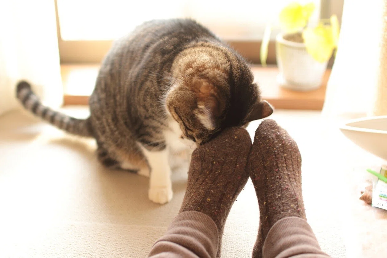 母ちゃんにマーキングする猫｜ゆうほ｜note