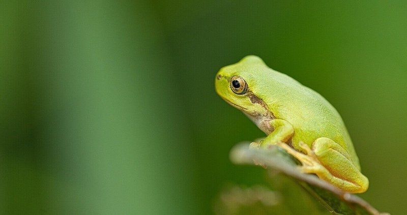 ドブネズミみたいに美しくなりたい の新着タグ記事一覧 Note つくる つながる とどける ドブネズミみたいに美しくなりたい の新着タグ記事一覧 Note つくる つながる とどける